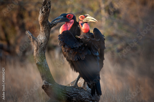 Canvastavla Southern Ground Hornbill in Kruger National Park