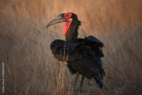 Fotografia Southern Ground Hornbill in Kruger National Park