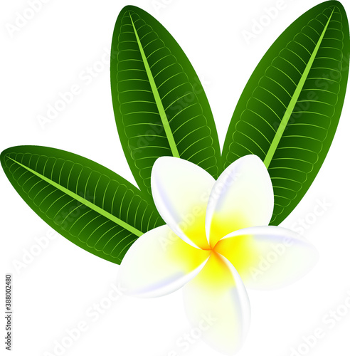 Plumeria frangipani flower with green leaves.