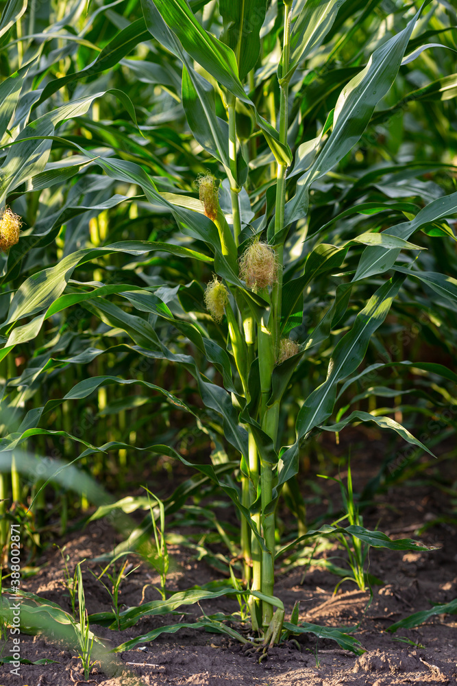 Green plant of corn on the cob in the field Green plant of corn on the cob in the field