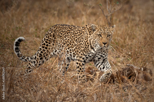 Leopard in the wild South Africa