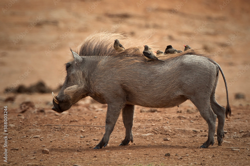 Fototapeta premium Warthog's in the wild