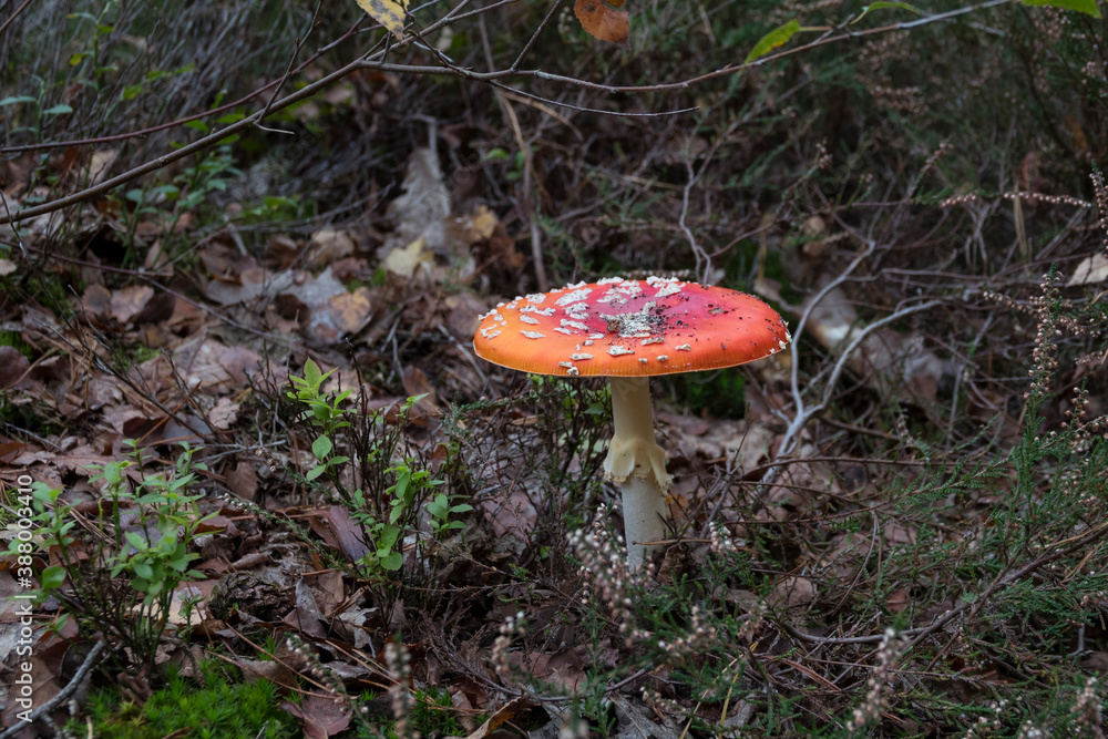 Amanita muscaria mushroom in the forest Amanita muscaria mushroom in the forest