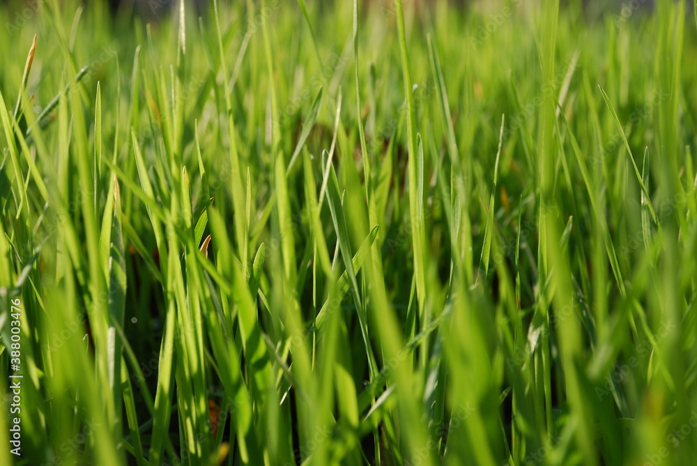 Young green shoots of grass. Close-up on young shoots of green grass. The sun illuminates the shoots at an angle part of the leaves in the sun part in the shade of other leaves. Young green shoots of grass. Close-up on young shoots of green grass. The sun illuminates the shoots at an angle part of the leaves in the sun part in the shade of other leaves.