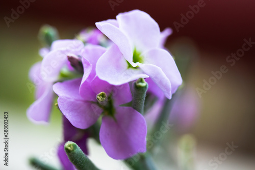 Fototapeta Naklejka Na Ścianę i Meble -  Matthiola incana purple flower