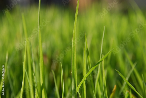 Young green shoots of grass. Close-up on young shoots of green grass. The sun illuminates the shoots at an angle part of the leaves in the sun part in the shade of other leaves.