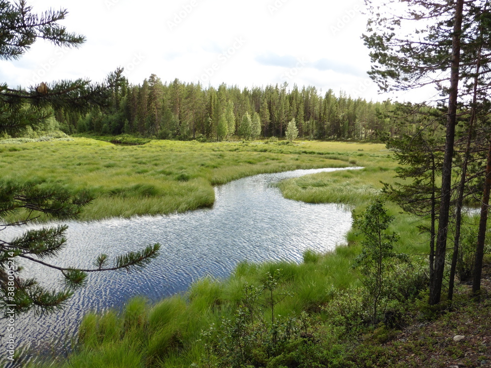 Fluss durch den Wald Fluss durch den Wald