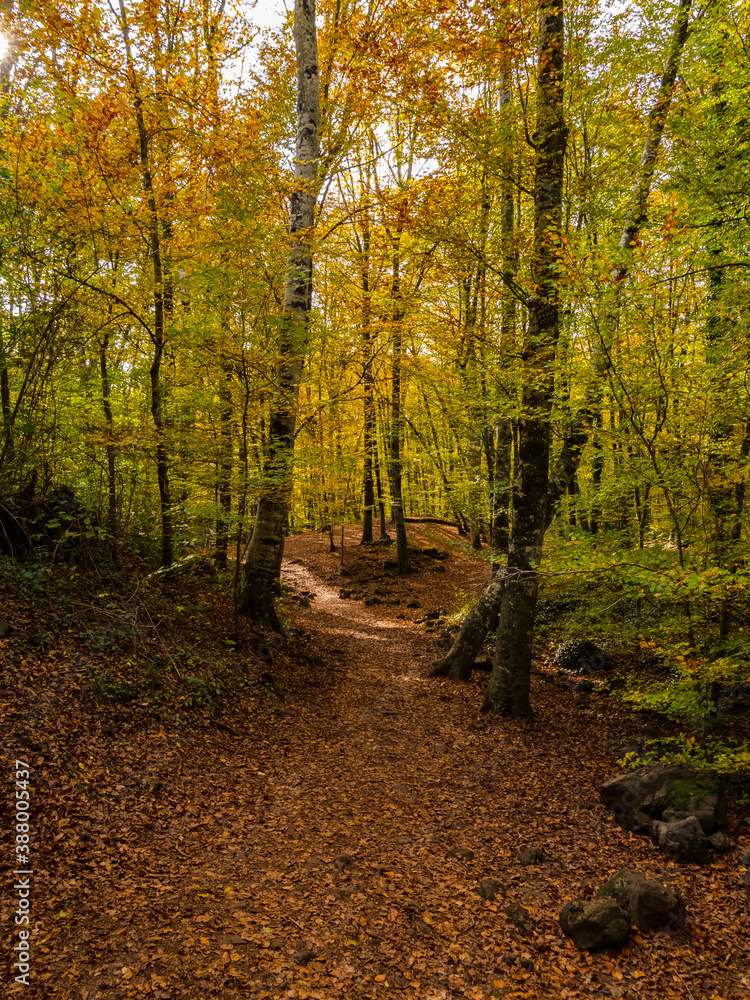 Obraz premium Autumn