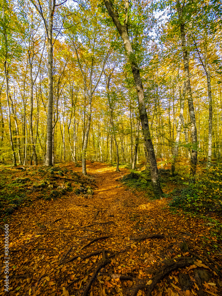 Fototapeta premium Autumn