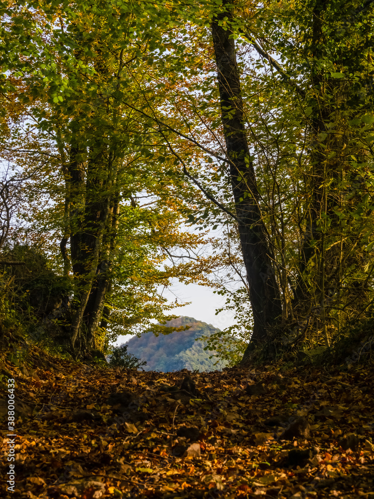 Obraz premium Autumn