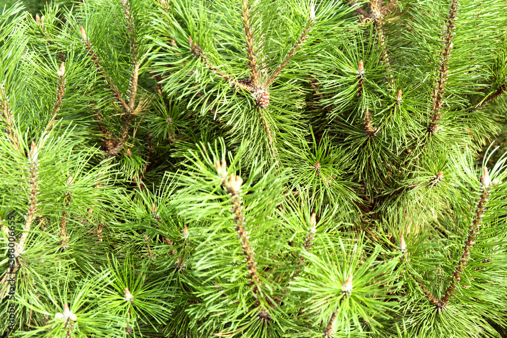 Macro background of Christmas green tree branches. Macro background of Christmas green tree branches.