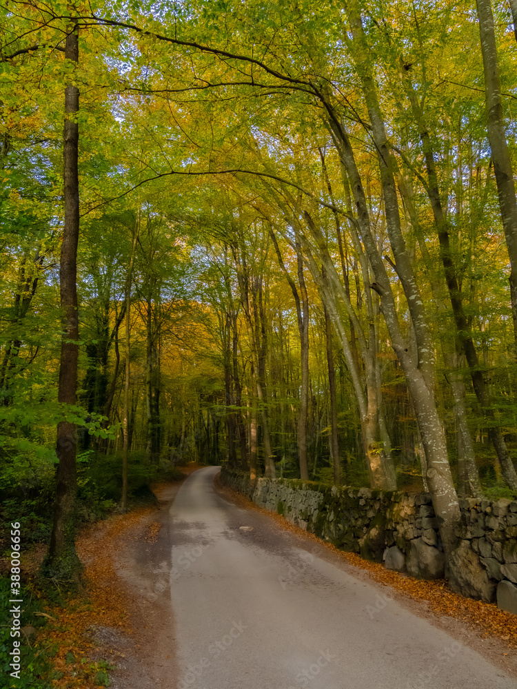 Obraz premium Autumn