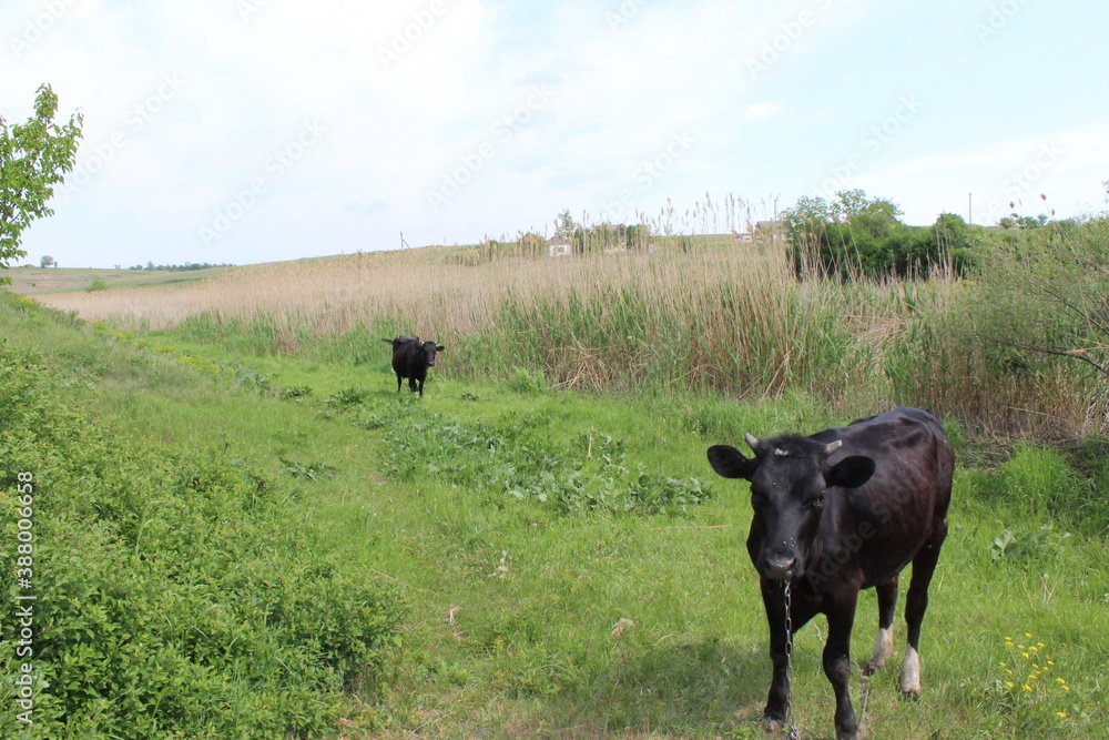 landscape with cows landscape with cows