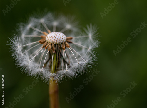 Close up photo  macro  of  Dandelion yellow flower taken in Co Louth. Ireland