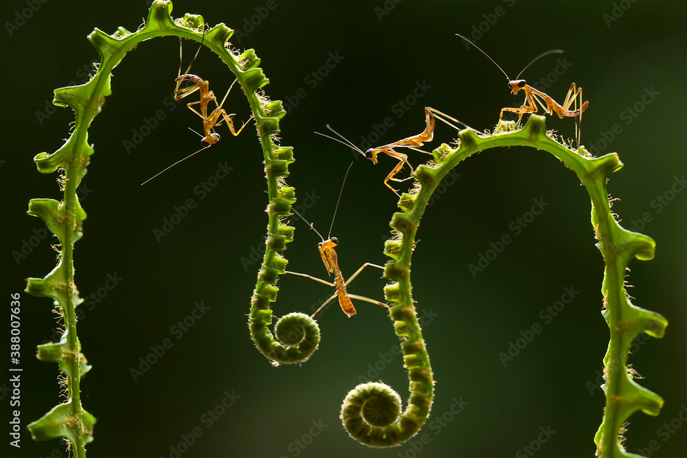 Baby Mantis with Fern and Leaf Ege Baby Mantis with Fern and Leaf Ege