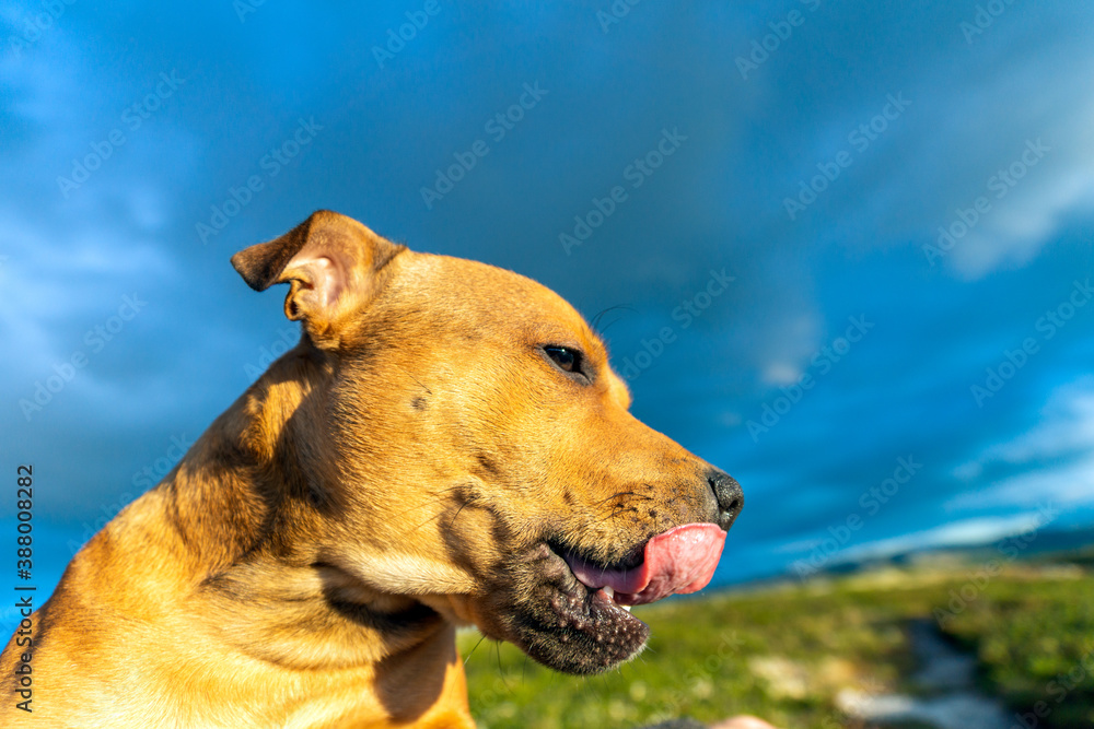 Staffordshire bull terrier pet portrait outdoors in the wilderness during golden hour with blue storm clouds in the background.