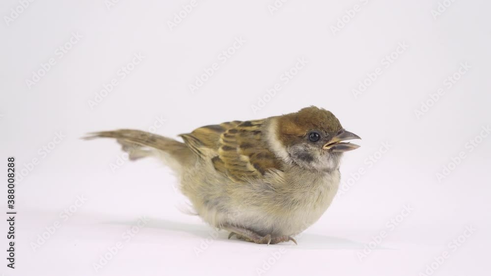 nimble little sparrow running away from the screen isolated on white screen nimble little sparrow running away from the screen isolated on white screen