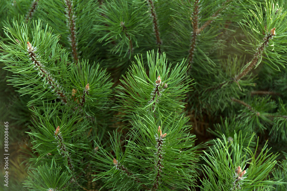 Macro background of Christmas green tree branches. Macro background of Christmas green tree branches.