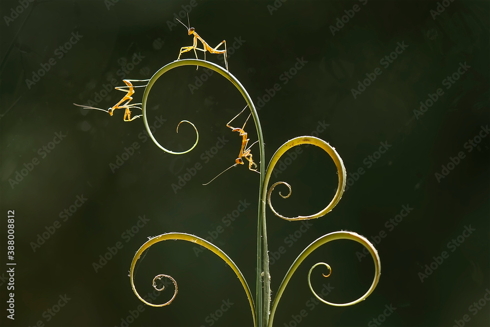 Foto Baby Mantis with Fern and Leaf Ege