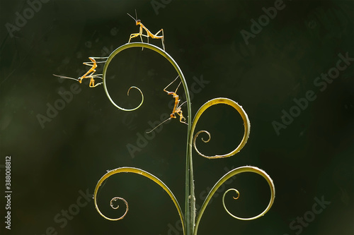 Obraz na płótnie Baby Mantis with Fern and Leaf Ege