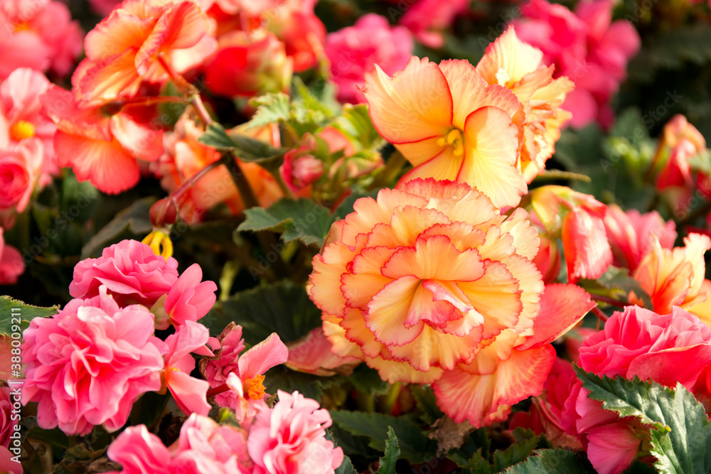 Pink and yellow beautiful begonia flowers field texture. Close up floral background.