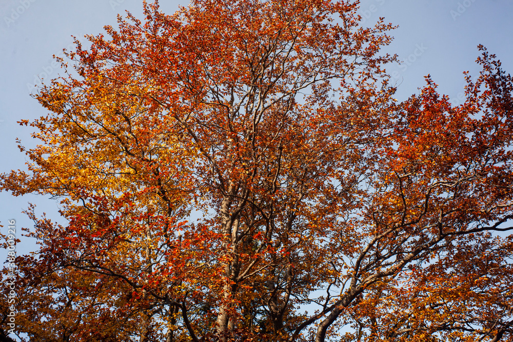 los bosques en otoño tienen una magia especial 
