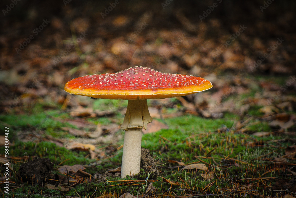 amanita muscaria fly agaric