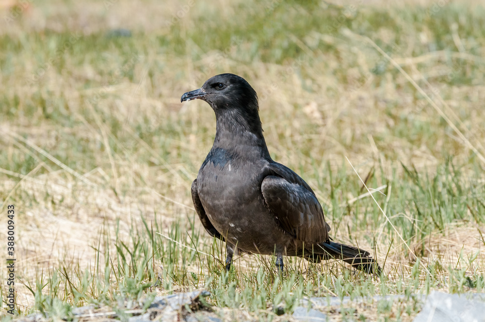 Pomarine Jaeger (Stercorarius pomarinus) in Barents Sea coastal area, Russia Pomarine Jaeger (Stercorarius pomarinus) in Barents Sea coastal area, Russia