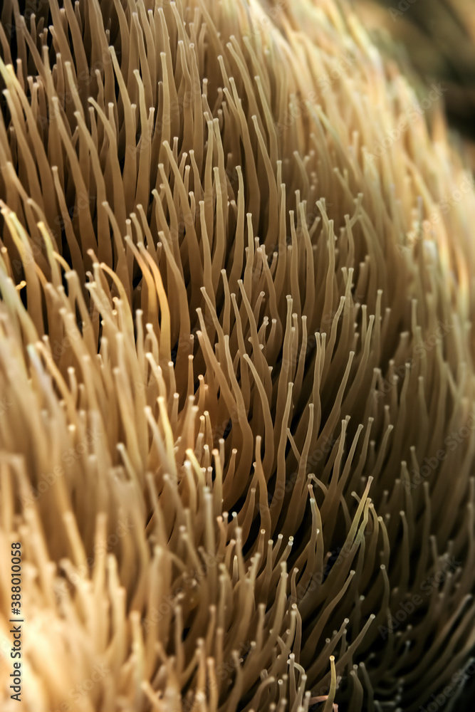 Snakelocks anemone (anemonia viridis) thriving in shallow Mediterranean sea waters. Snakelocks anemone (anemonia viridis) thriving in shallow Mediterranean sea waters.