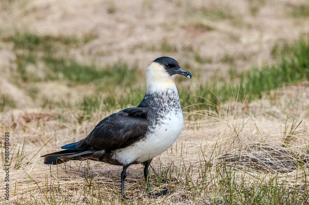 Pomarine Jaeger (Stercorarius pomarinus) in Barents Sea coastal area, Russia Pomarine Jaeger (Stercorarius pomarinus) in Barents Sea coastal area, Russia