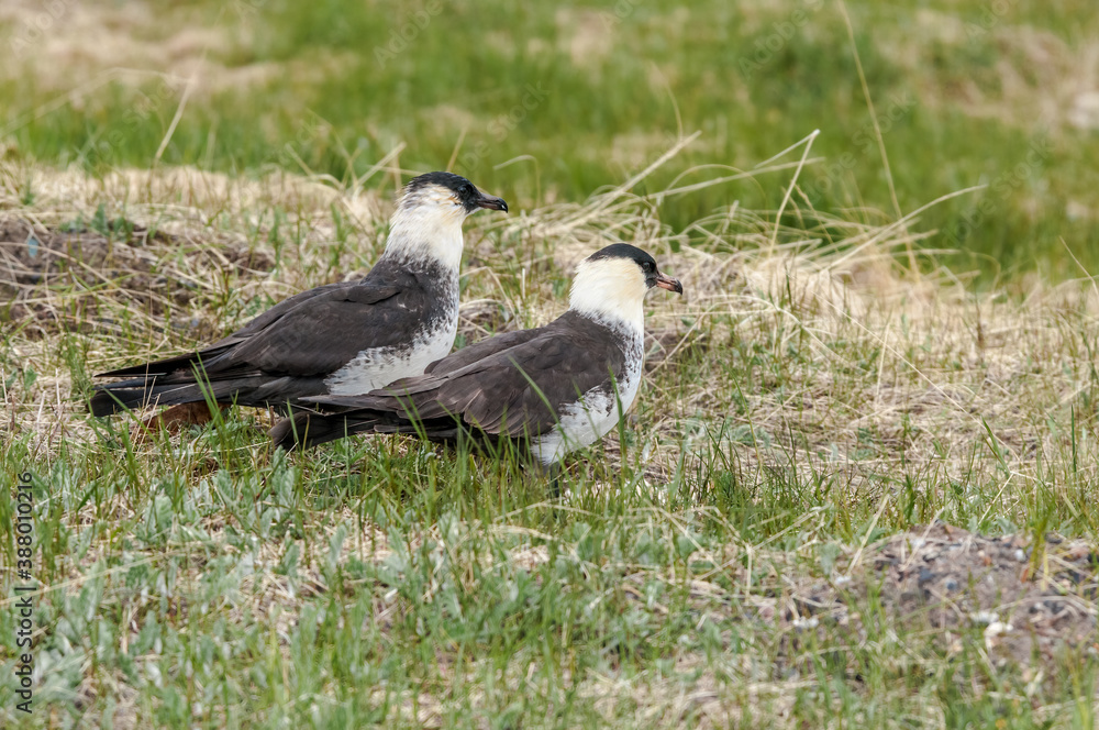 Obraz premium Pomarine Jaeger (Stercorarius pomarinus) in Barents Sea coastal area, Russia