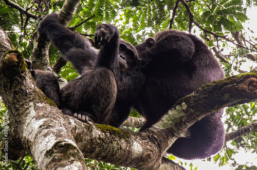 Chimpanzees in the treetop  Kibale  Uganda
