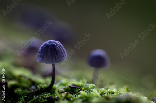 macro of a purple mushroom