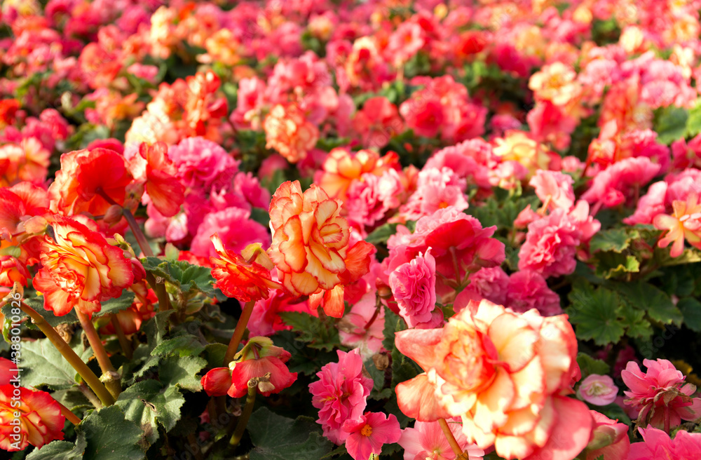 Pink and yellow beautiful begonia flowers field texture. Close up floral background. Pink and yellow beautiful begonia flowers field texture. Close up floral background.