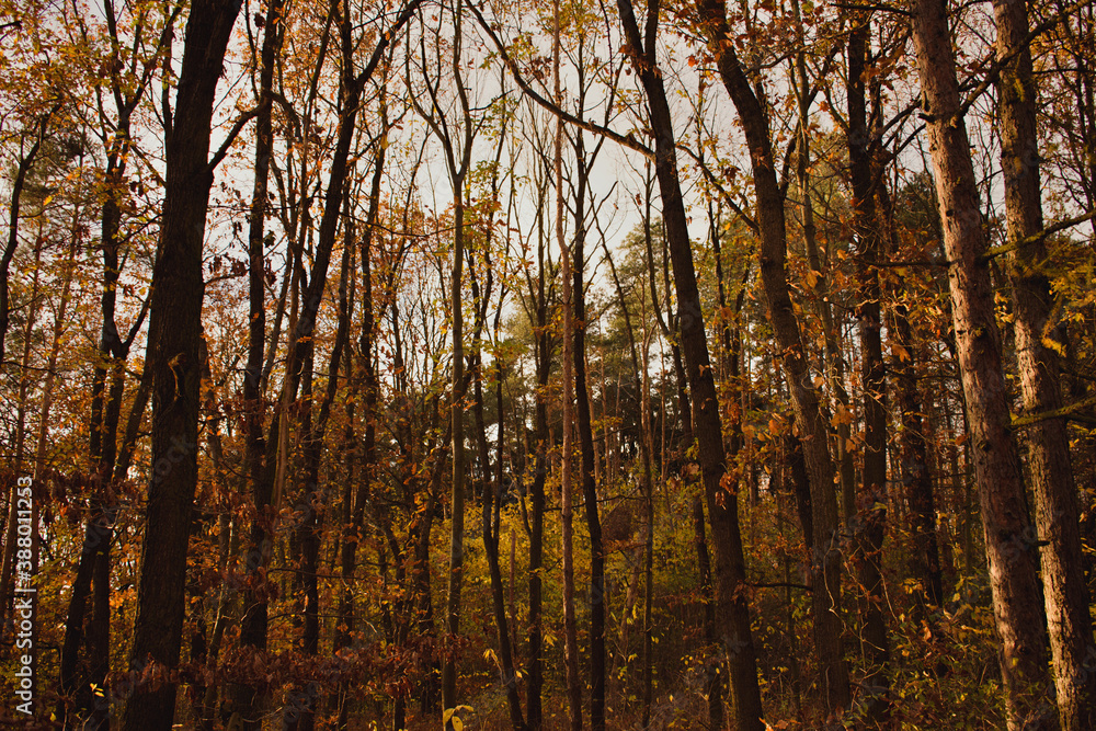Fototapeta premium Prague forest in autumn