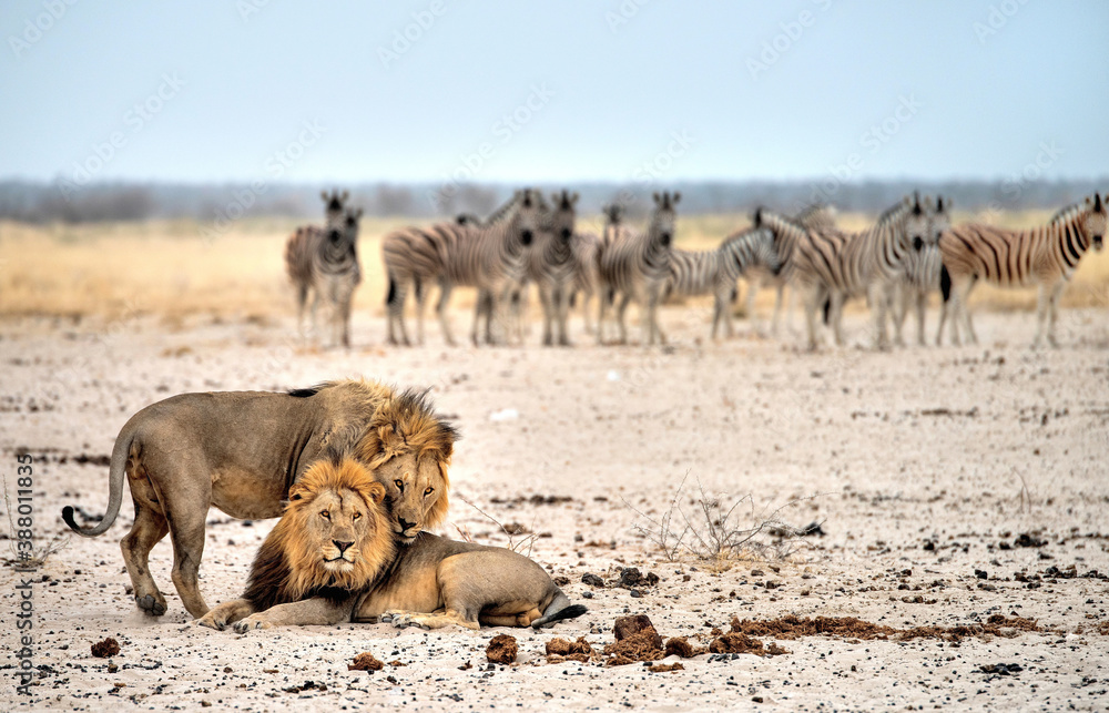 Φωτογραφία Lions and zebras