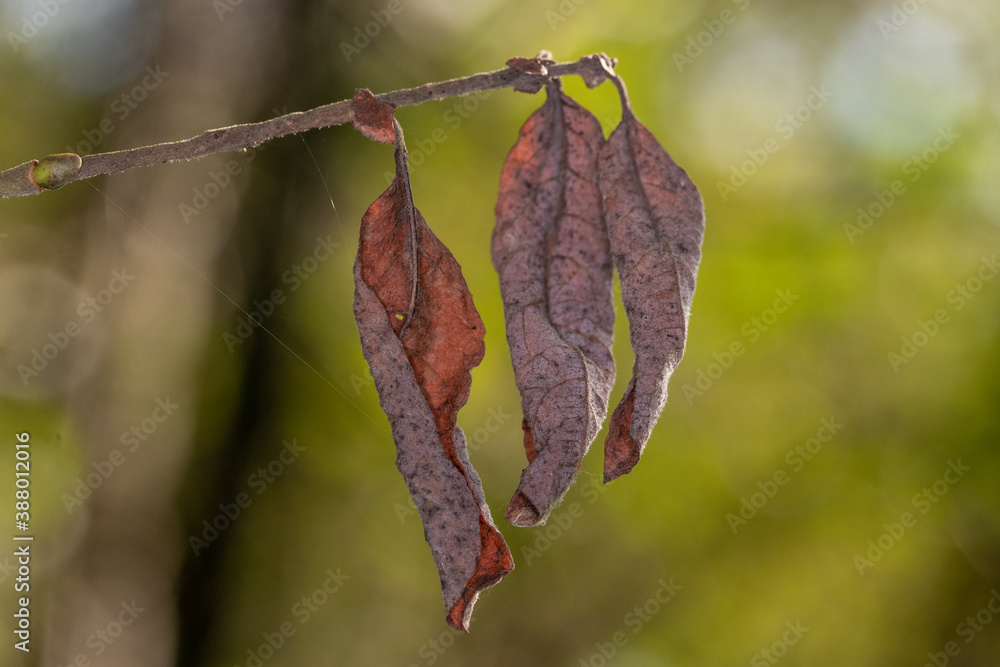 close up of dead leafs in the autumn close up of dead leafs in the autumn