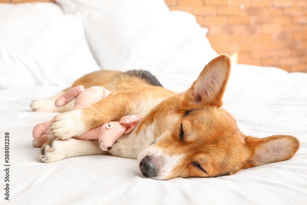 Obraz premium Cute dog with toy lying on bed