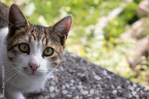 Wallpaper Mural Frame of a cute cat outdoor Torontodigital.ca