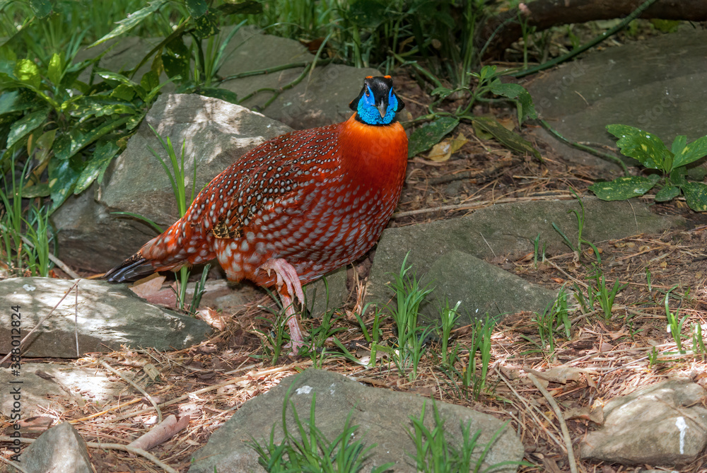 Fototapeta premium Satyr Tragopan (Tragopan satyra) male