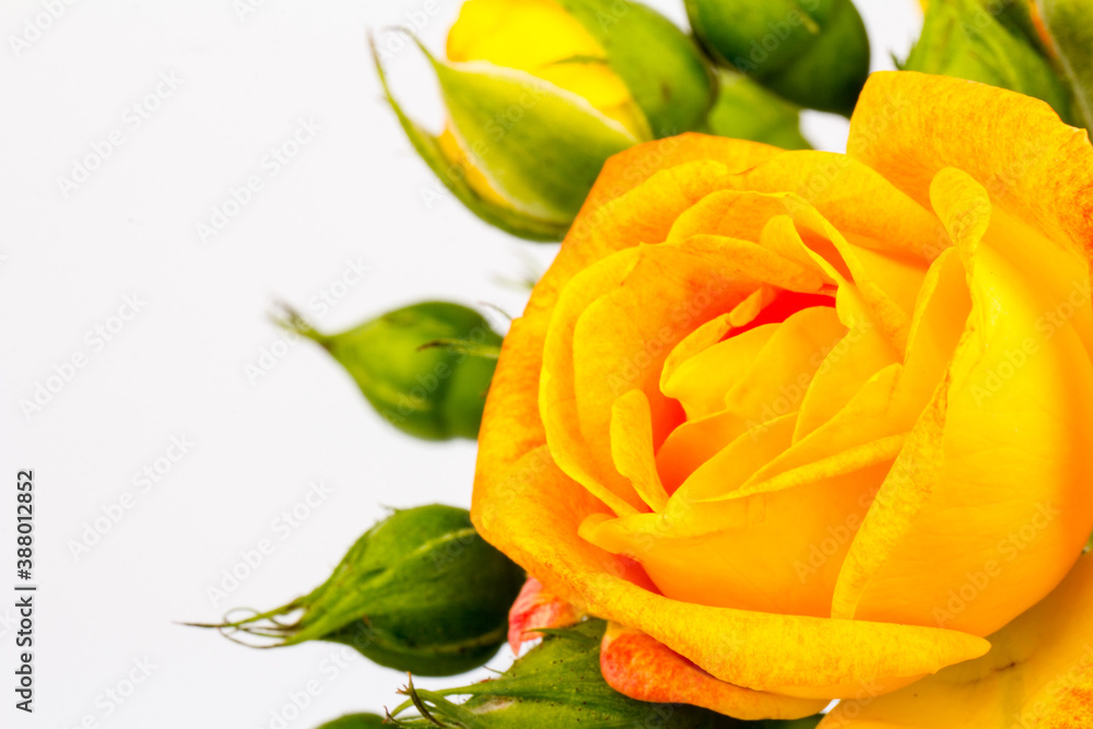 Beautifull orange roses isolated on white background. Copy space Beautifull orange roses isolated on white background. Copy space