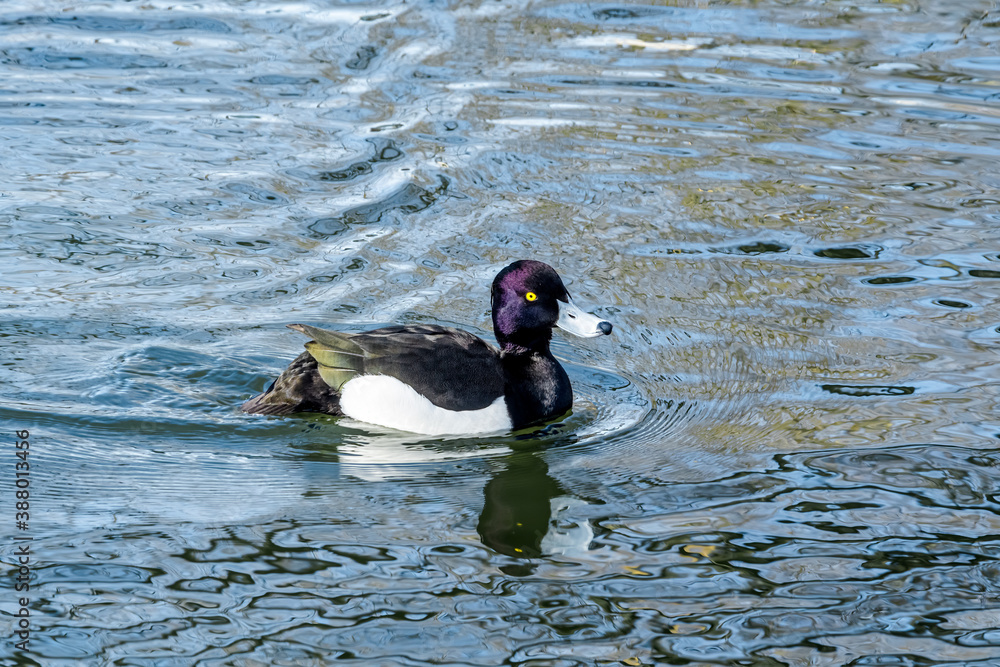 Fototapeta premium Tufted Duck (Aythya fuligula) drake on lake
