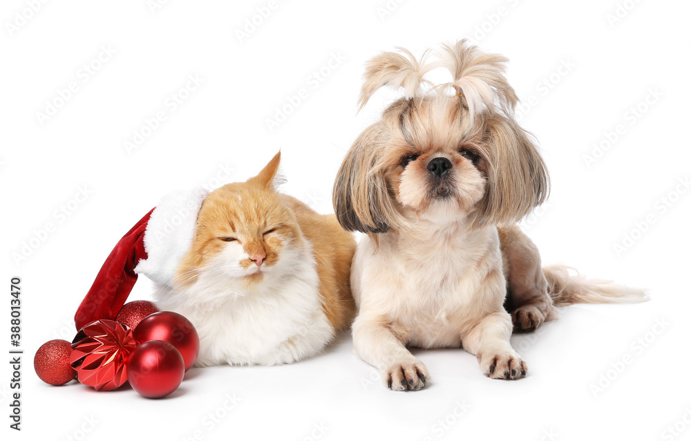 Obraz Cute cat and dog with Christmas decor on white background