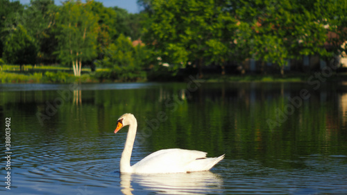 Posture élégante d'un cygne blanc en train de flotter paisiblement sur la surface d'un étang