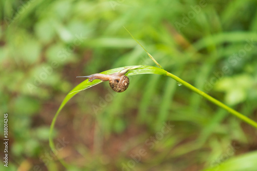 Focus on snail attached to leaf, Gangwon-do, South Korea