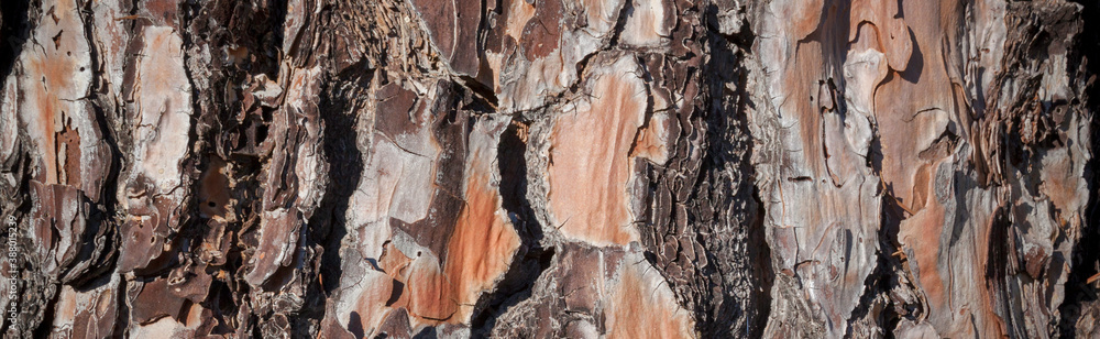 Isolated background in natural tones. Detail of the bark of a pine tree as a graphic resource.