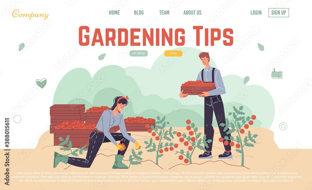 Harvesting gardening tips online service landing page design template. People farmer in overalls picking ripe tomato doing farming job. Planting, growing, transplant sprout, lay vegetable advice