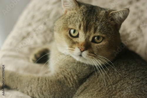 Beautiful grey Scottish fold cat on the bed