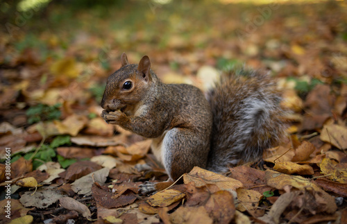 Close up of a squirrel eating nut in the park