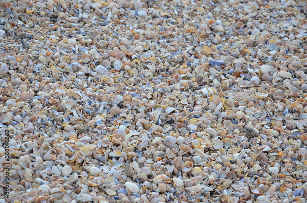 Coquillage coquille océan plage 